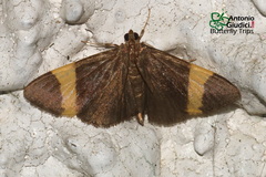 Neobotyodes crocopteralis