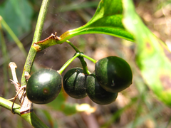 Smilax sieboldii