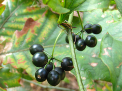 Smilax sieboldii