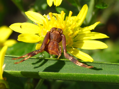 Pistius