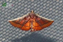 Toccolosida productalis