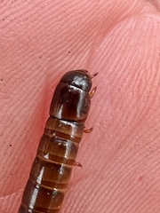 Meracantha contracta