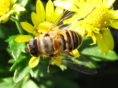 Eristalis