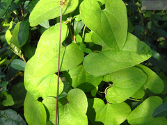 Aristolochia contorta