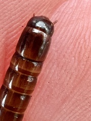 Meracantha contracta