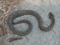 Gloydius ussuriensis