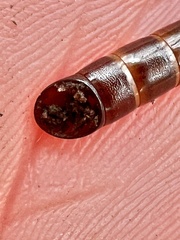 Meracantha contracta