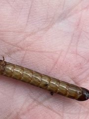 Meracantha contracta