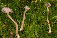 Craterellus carolinensis