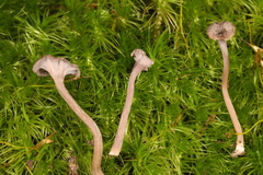 Craterellus carolinensis