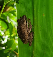 Polypedates leucomystax