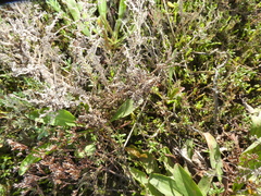 Limonium californicum