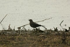 Euphagus