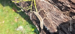 Anolis auratus