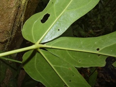 Anthurium clavigerum