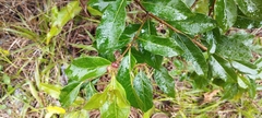 Morinda royoc