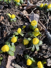 Eranthis