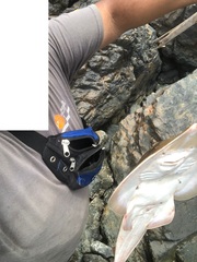 Pseudobatos planiceps