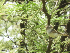 Camptostoma obsoletum