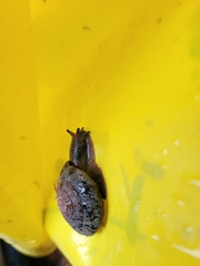 Monadenia infumata
