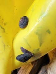 Monadenia infumata