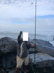 Pseudobatos planiceps