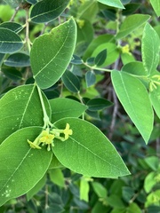 Wikstroemia oahuensis