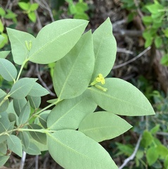 Wikstroemia oahuensis