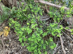 Wikstroemia oahuensis