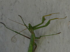 Coptopteryx argentina