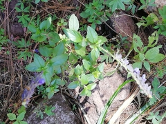 Salvia helianthemifolia