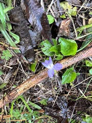 Viola missouriensis