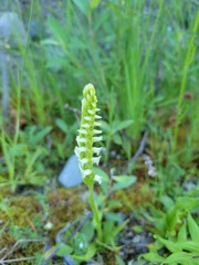 Spiranthes romanzoffiana