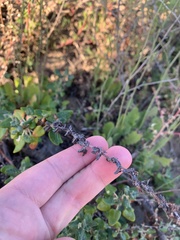 Eriogonum parvifolium