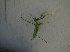 Coptopteryx argentina