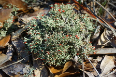 Cladonia leporina