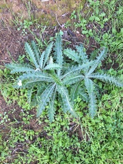 Cirsium occidentale