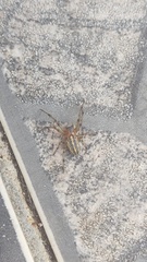 Alpaida veniliae