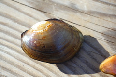 Atlanticoncha ochracea