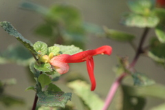 Salvia regla