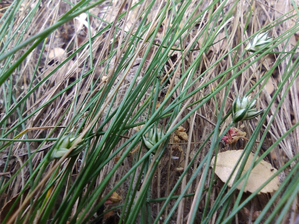 Carex patagonica