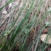 Carex patagonica - Photo (c) Santiago Martín-Bravo,  זכויות יוצרים חלקיות (CC BY), הועלה על ידי Santiago Martín-Bravo