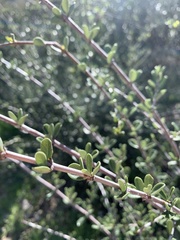 Ceanothus cuneatus
