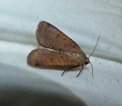Abagrotis cupida