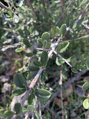 Ceanothus cuneatus
