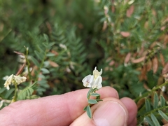 Astragalus tenellus