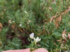 Astragalus tenellus