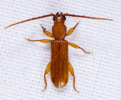 Smodicum cucujiforme