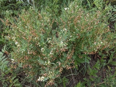 Astragalus tenellus