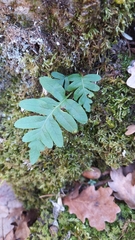 Polypodium vulgare